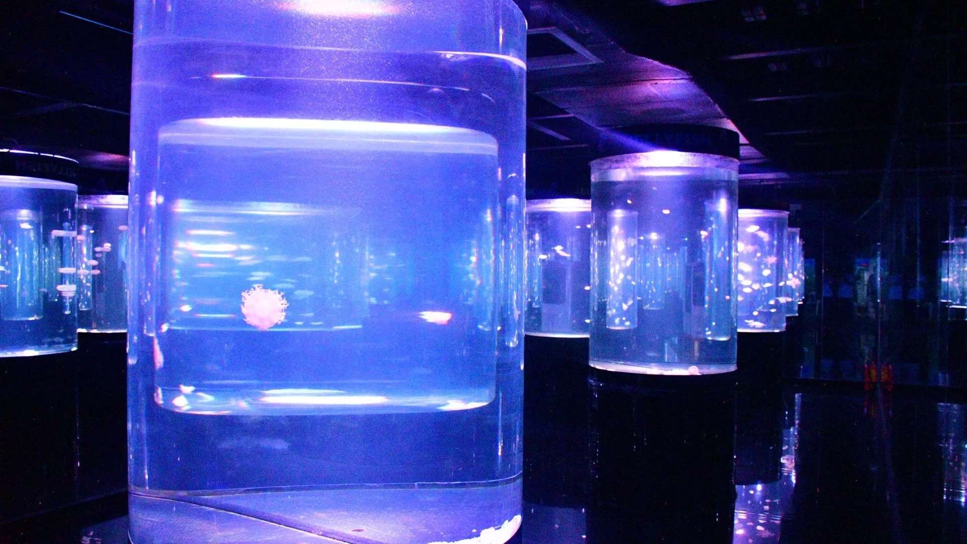 Jellyfish Room